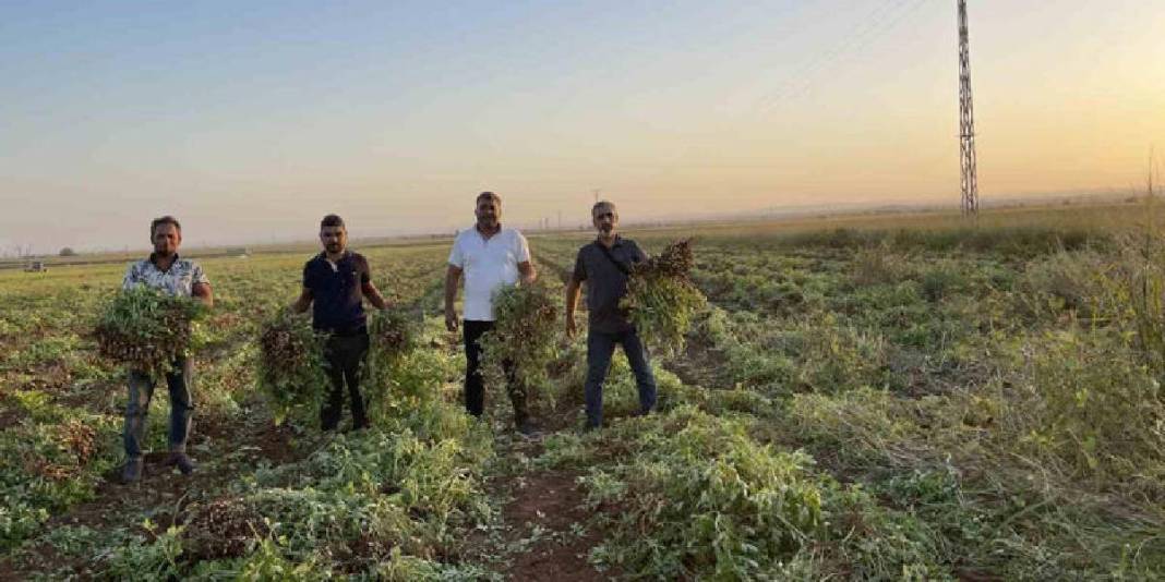 Şanlıurfa’da maliyet arttı, fiyat düştü! Üretici pamuğu bıraktı, yerine yer fıstığı ekimi başladı 4